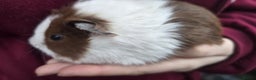 Guinea Pig rodents for sale: Young Guinea Pigs - Advert 3