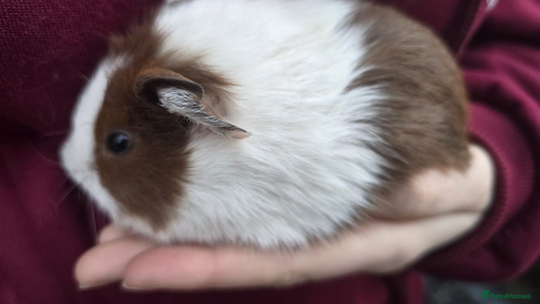 Guinea Pig rodents for sale: Young Guinea Pigs - Advert 3