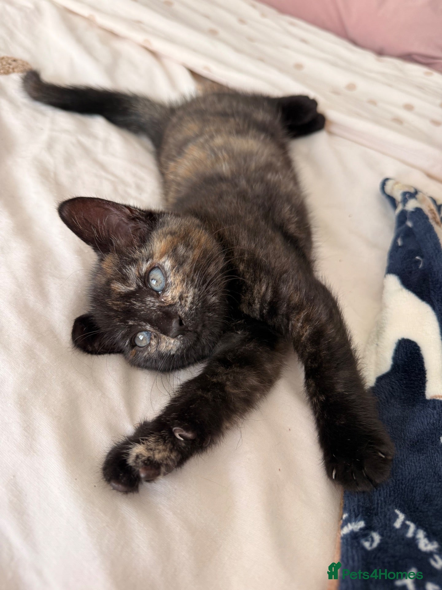 Mixed Breed cats Beautiful friendly home reared kittens , ready now - Advert 4