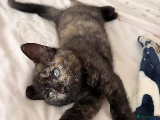 Mixed Breed cats Beautiful friendly home reared kittens , ready now - Advert 1
