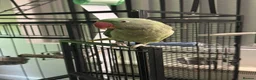 Parrots birds for sale: Alexandrine hand tame (NOT HAND REARED) - Advert 4