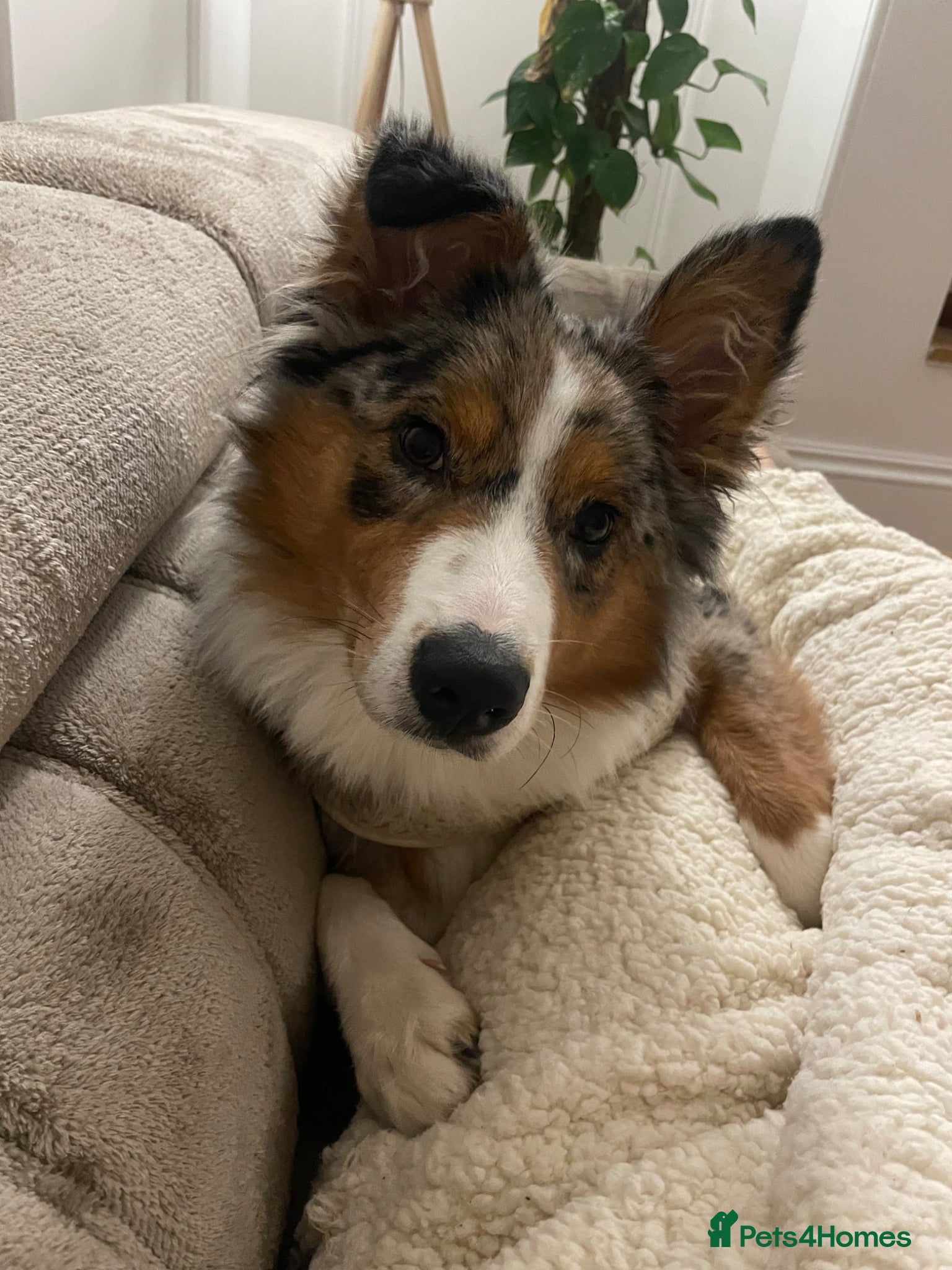 Australian Shepherd dogs Australian Shepherd Female – 1 Year Old – £1000 - Advert 1