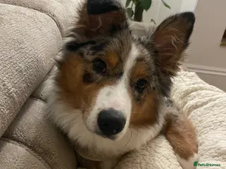 Australian Shepherd dogs Australian Shepherd Female – 1 Year Old – £1000 - Advert 1