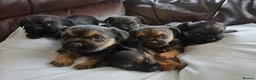Border Terrier dogs for sale: Border Terrier Puppies For Sale - Advert 1