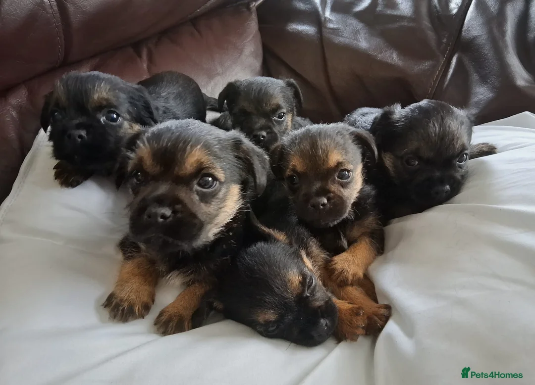 Border Terrier dogs for sale: Border Terrier Puppies For Sale - Advert 1