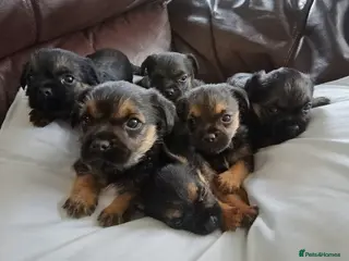 Border Terrier dogs Border Terrier Puppies For Sale - Advert 10