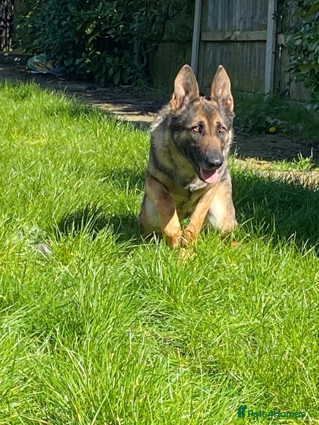 German Shepherd dogs for sale: GERMAN SHEPHARD BITCH FOR SALE - Advert 2