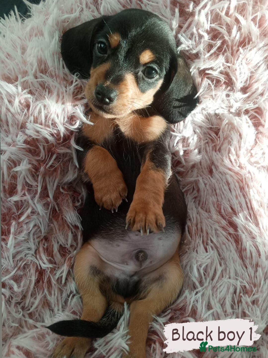 Miniature Dachshund dogs for sale: ✨ Miniature Dachshund– 6 Beautiful Pups! ✨ - Advert 13