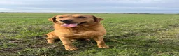 Labrador Retriever dogs for sale: Kc registered Labrador puppies in Sudbury - Advert 4