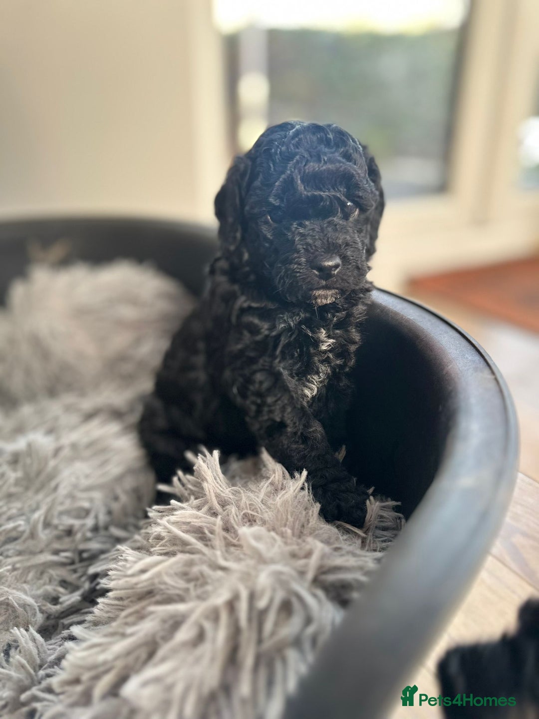 Cockapoo dogs for sale: Stunning f1b cockapoo's for sale  - Advert 15