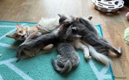 Somali cats for sale: Blue silver female Somali - Image 9