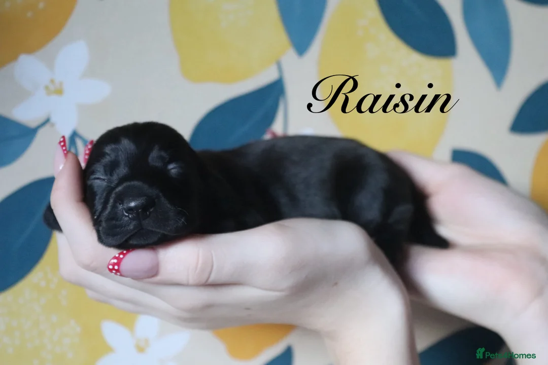 Miniature Dachshund dogs for sale: Miniature Dachshund pups❤️ - Advert 12