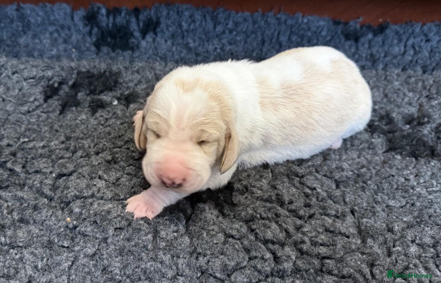 Basset Hound dogs KC registered basset hound puppy - red & white boy - Advert 1