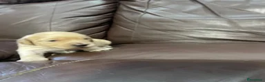 Mini Goldendoodle 5