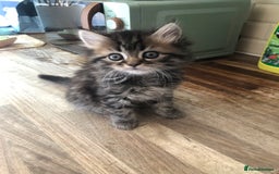 Persian cats for sale: Persian Ragdoll Kittens for sale  in Sidcup - Image 4