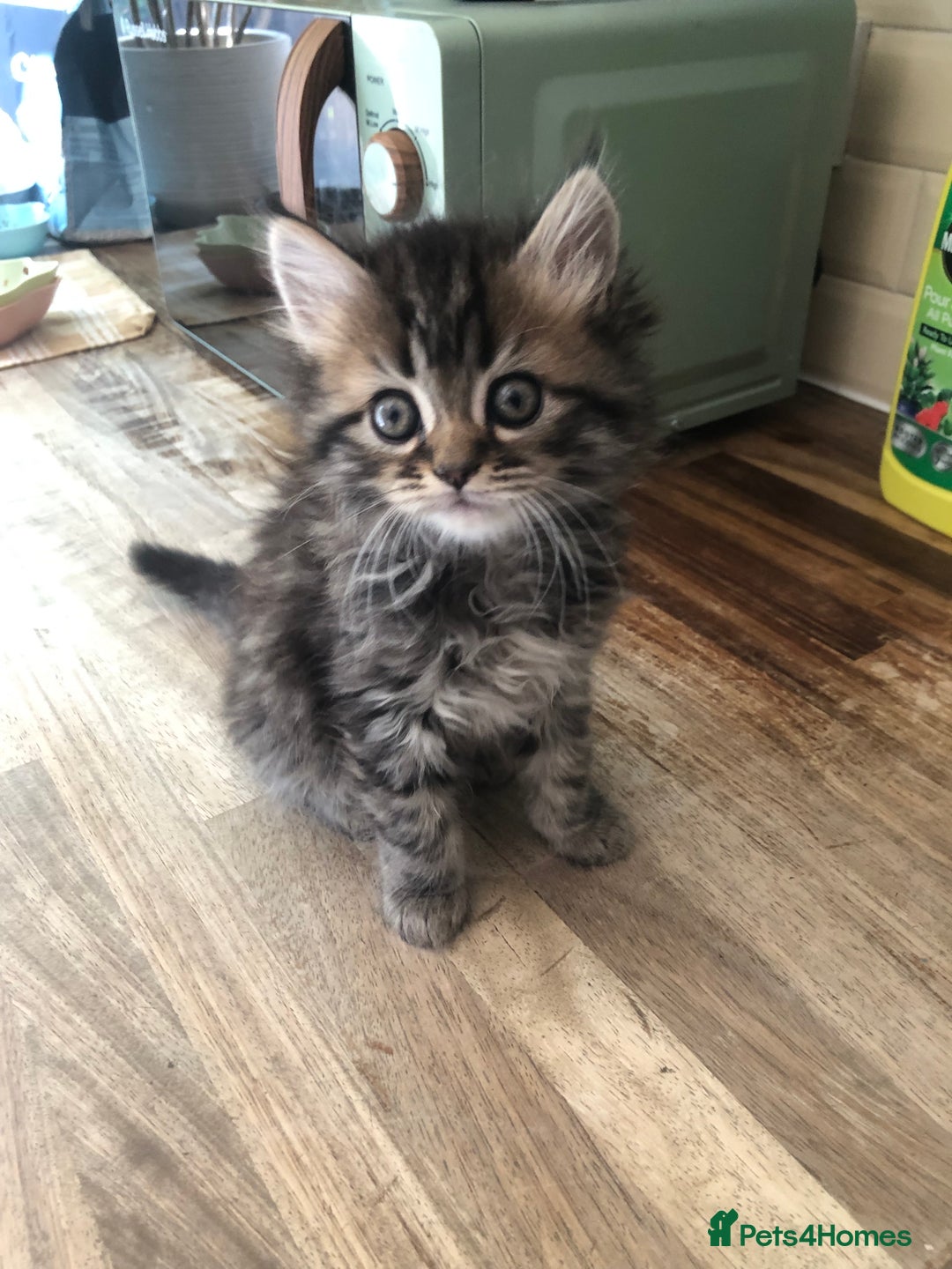Persian cats for sale: Persian Ragdoll Kittens for sale  in Sidcup - Image 4