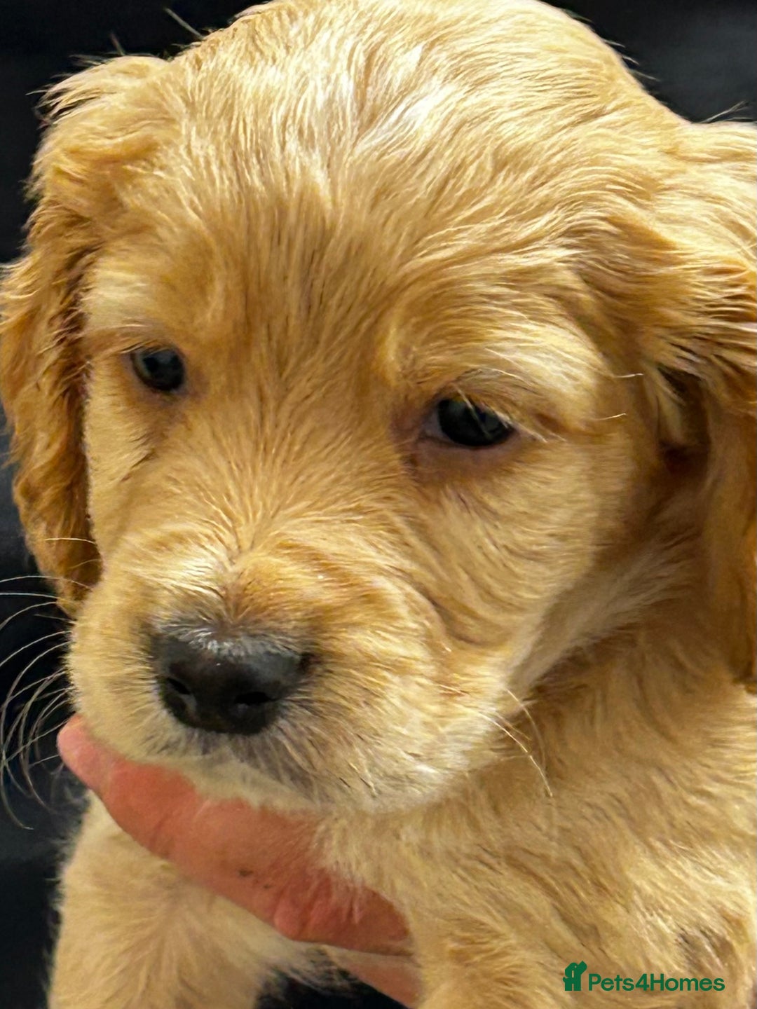 Cocker Spaniel dogs for sale: ✨ Cuddles Await from our Cocker Spaniel Pups  - Advert 14