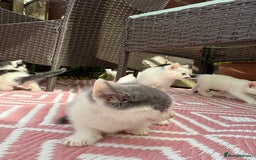 Mixed Breed cats for sale: 4 Boys & 3 Girls🐾 - Image 2