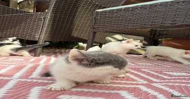 Mixed Breed cats - Advert 16