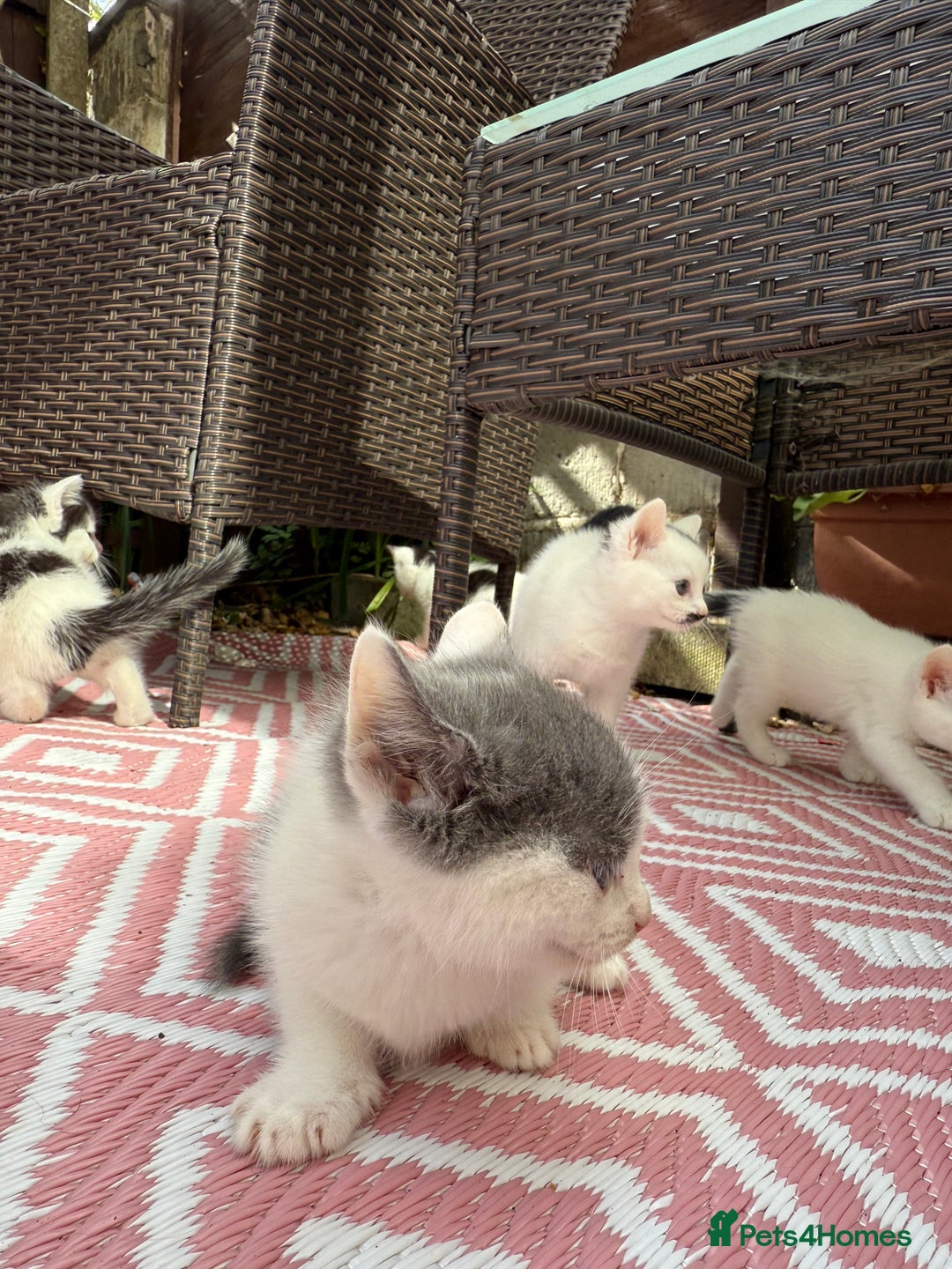 Mixed Breed cats for sale: 4 Boys & 3 Girls🐾 - Image 2