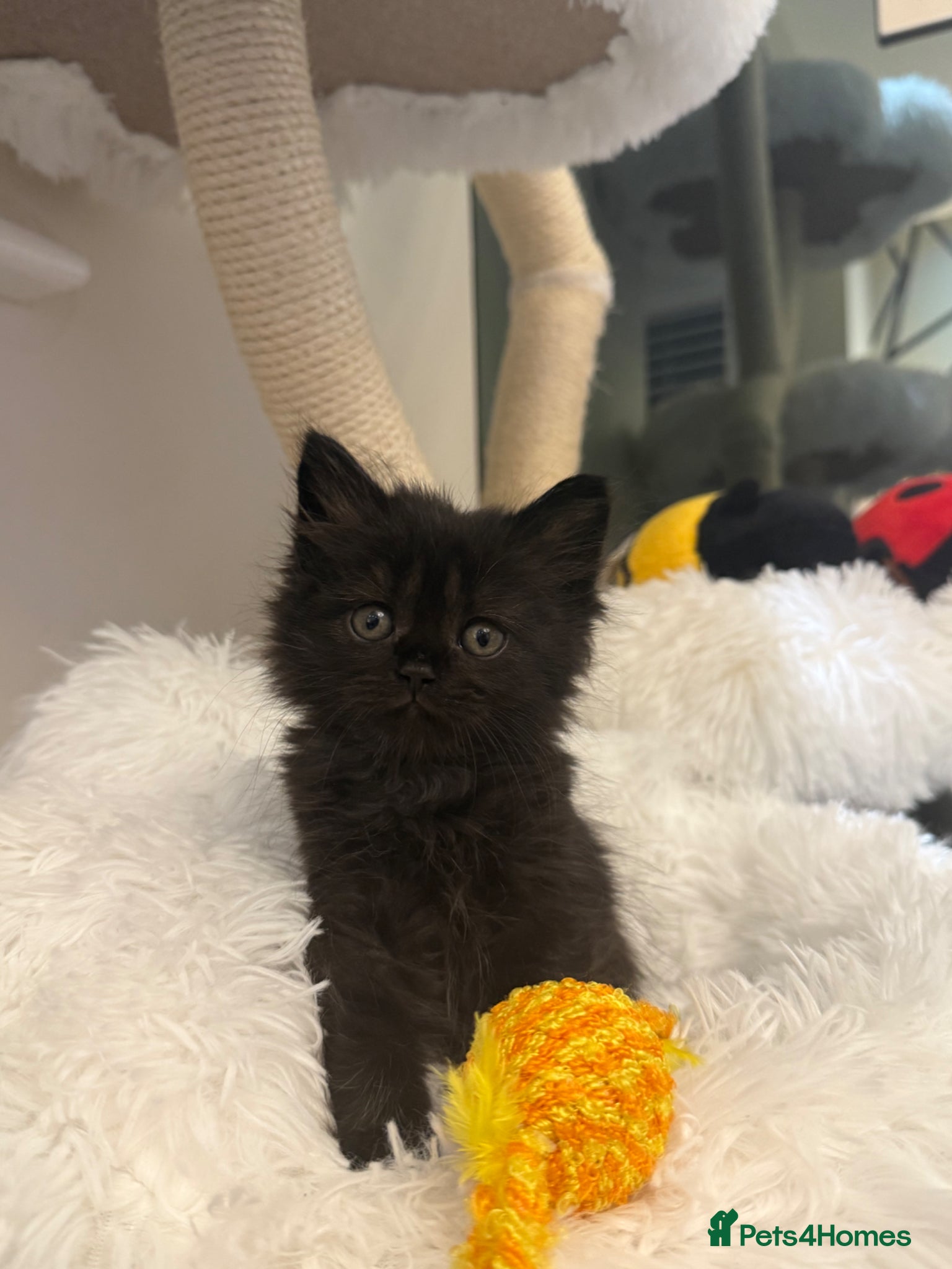 Mixed Breed cats *LAST BOY REMAINING* Himalayan cross kittens - Advert 1