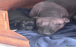 Mexican Hairless dogs for sale: Female coated Mexican hairless dog - Image 5