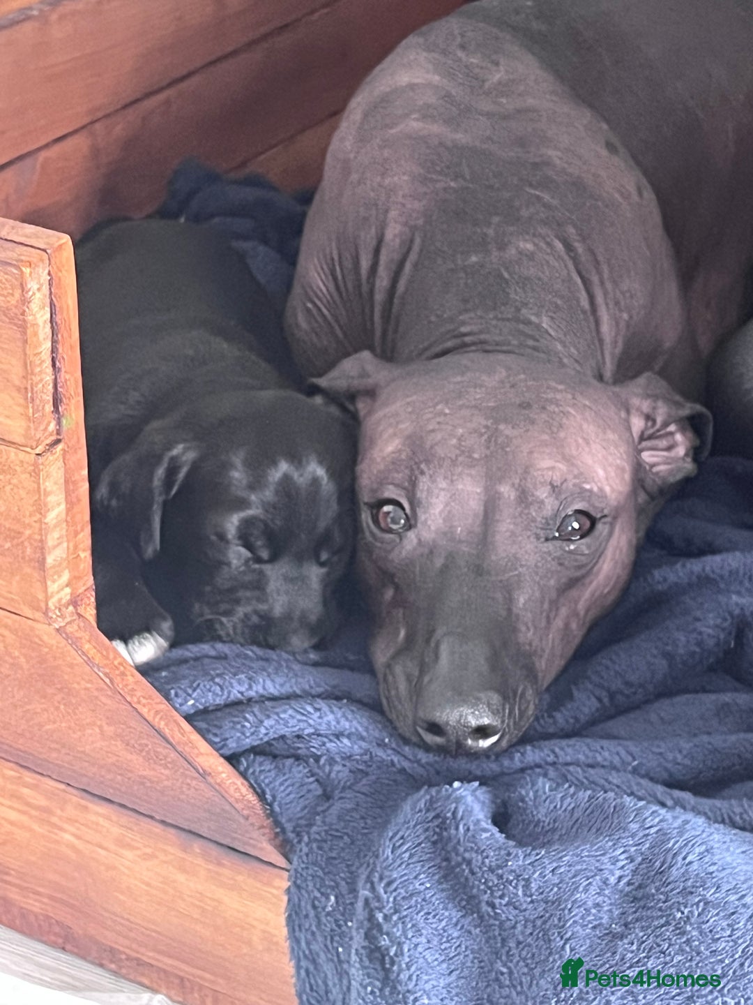 Mexican Hairless dogs for sale: Female coated Mexican hairless dog - Image 5