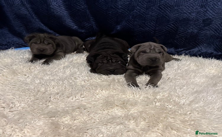 Shar Pei dogs - Advert 1