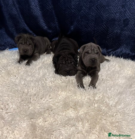 Shar Pei dogs - Advert 3