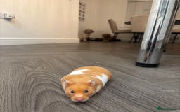 Hamster rodents for sale: Ginger and white hamster  - Image 4