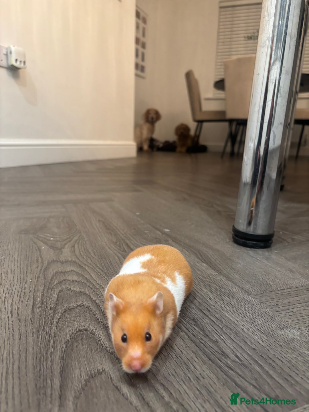 Hamster rodents for sale: Ginger and white hamster  - Image 4