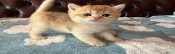British Shorthair cats for sale: Lovely golden BSH & BLH kittens - Advert 19
