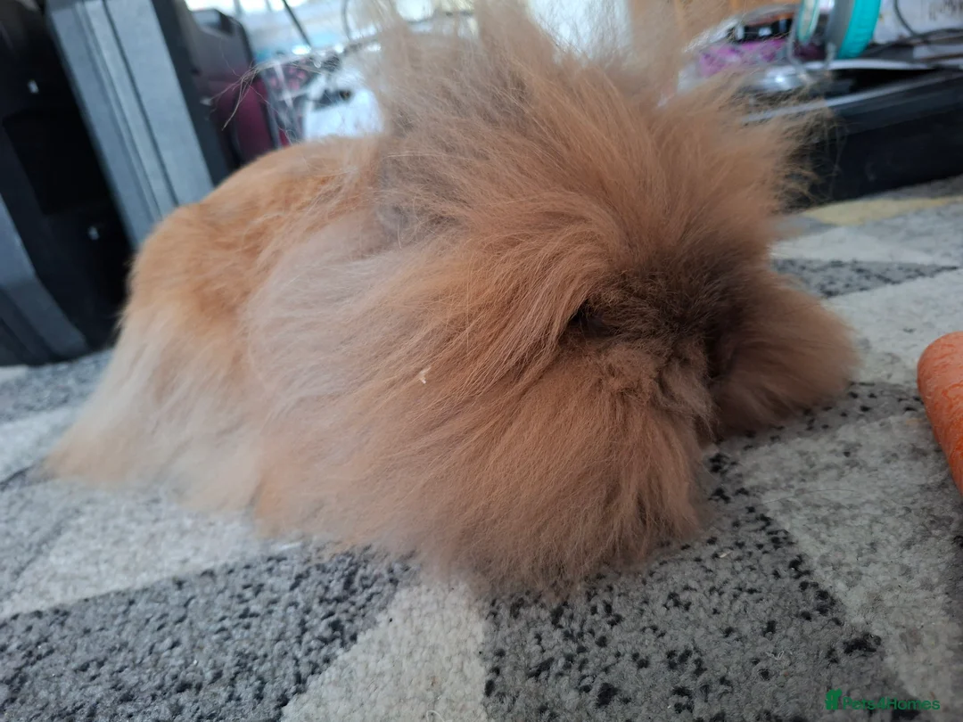 Lionhead rabbits for sale: Pedigree Double Mained Lionhead Un Neutured Male  - Advert 1