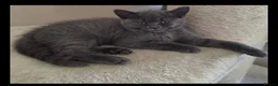 British Shorthair cats for sale: British shorthair kittens in Hayes - Advert 2