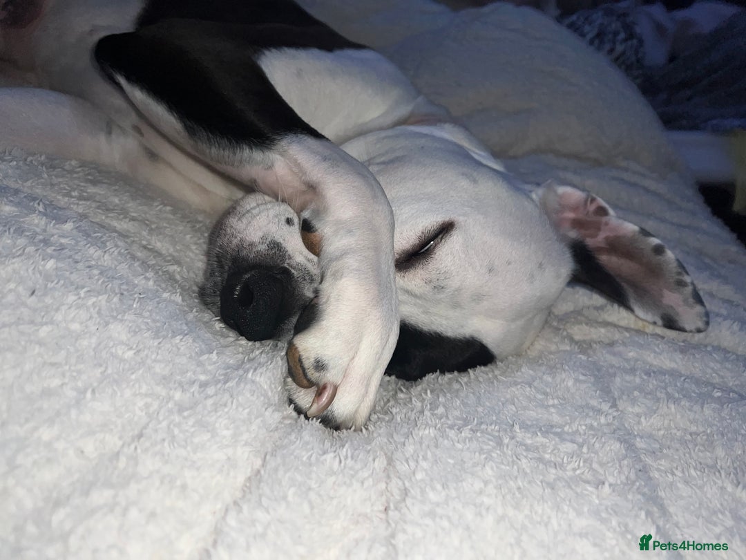 Mixed Breed dogs for sale: French bulldog cross American bulldog  - Image 6