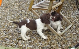 English Springer Spaniel dogs for sale: Gorgeous English Springer Spaniel Puppies  - Advert 4