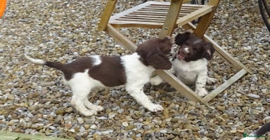English Springer Spaniel dogs Gorgeous English Springer Spaniel Puppies  - Advert 2