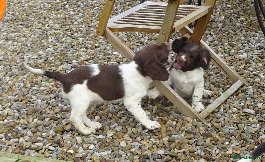 English Springer Spaniel dogs for sale: Gorgeous English Springer Spaniel Puppies  - Advert 4