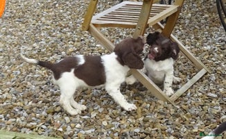English Springer Spaniel dogs Gorgeous English Springer Spaniel Puppies - Advert 2