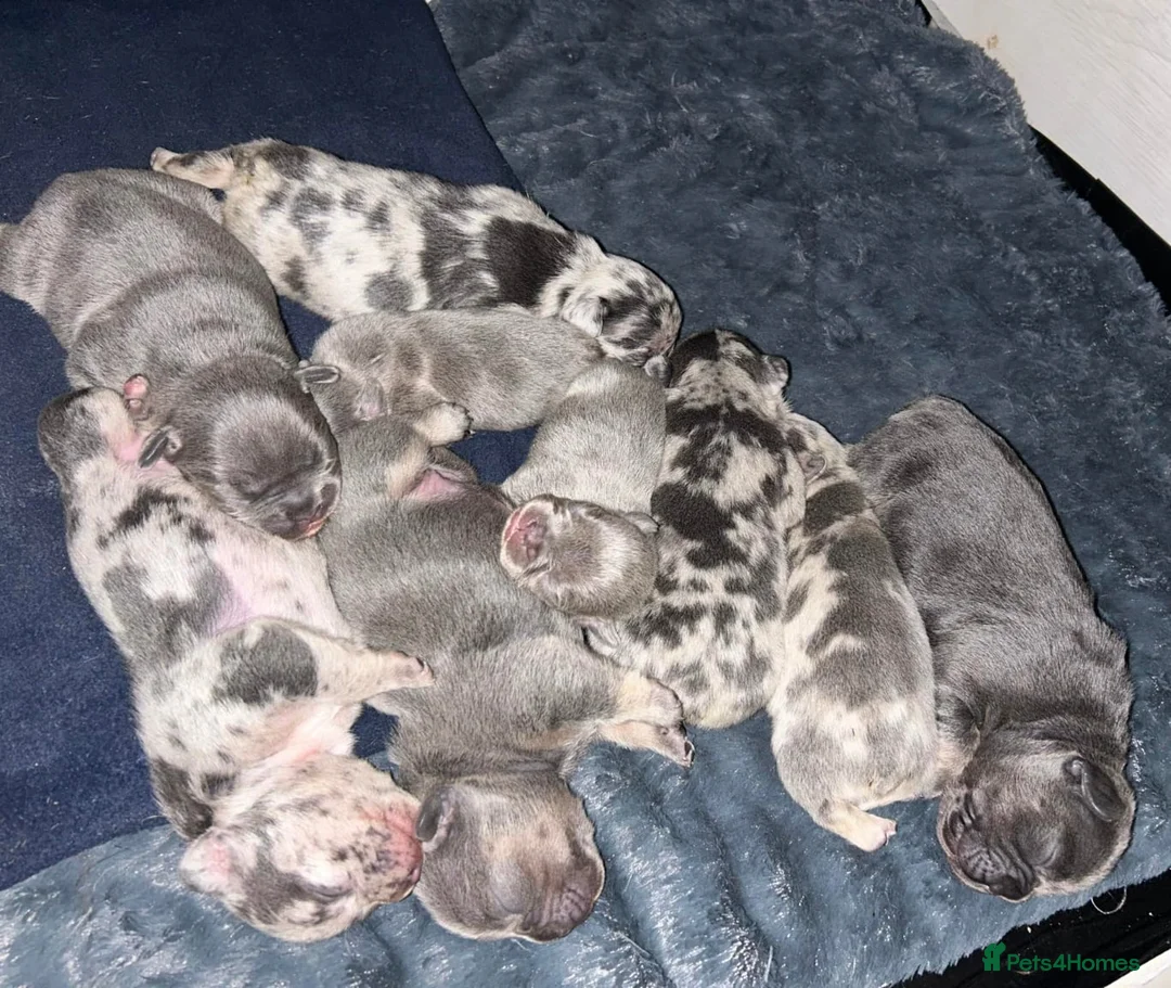 French Bulldog dogs for stud: Lilac tan merle in Sheffield - Advert 38