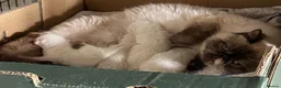 Exotic cats for sale: GCCF registered kittens - Advert 1