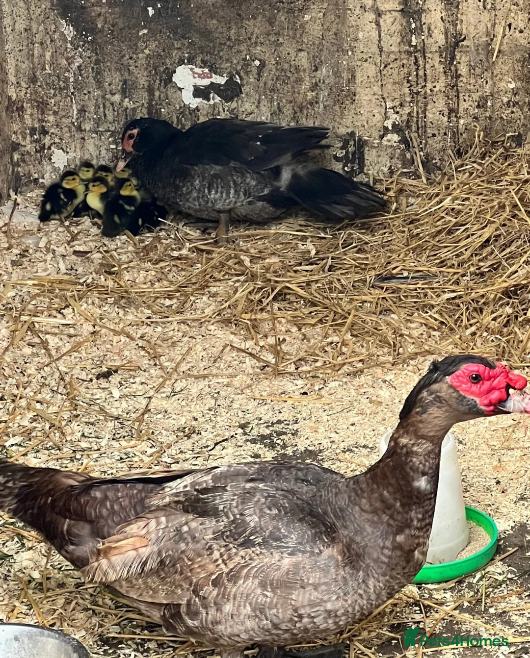 Waterfowl poultry for sale: Muscovy Duck Hatching eggs - Available to reserve - Advert 8