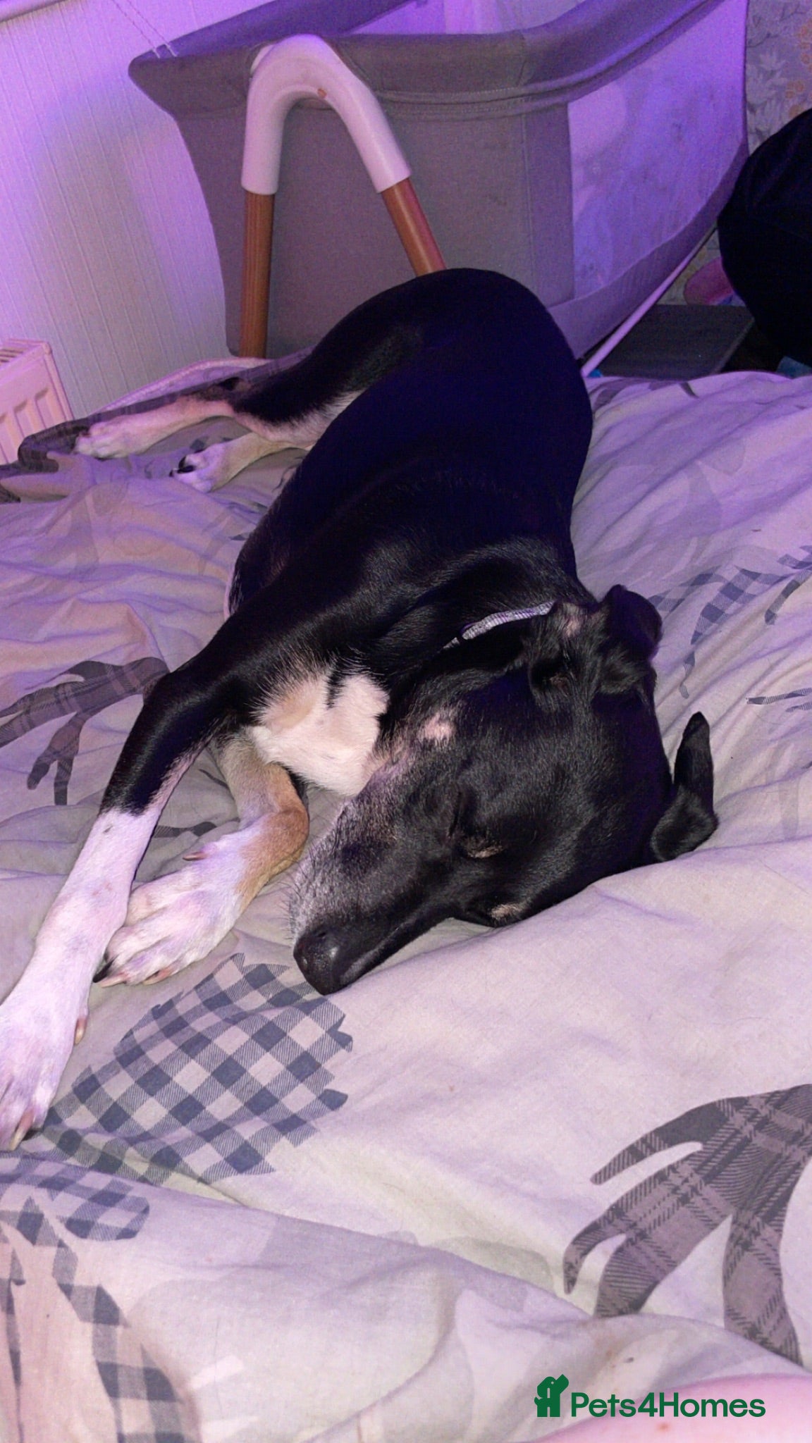Mixed Breed dogs Max&Milo - Advert 1
