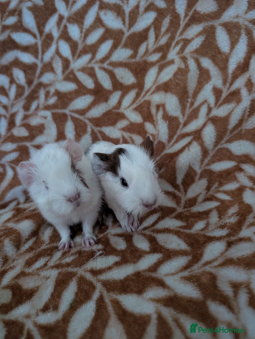 Guinea Pig rodents for sale:  baby guinea pigs  - Image 6