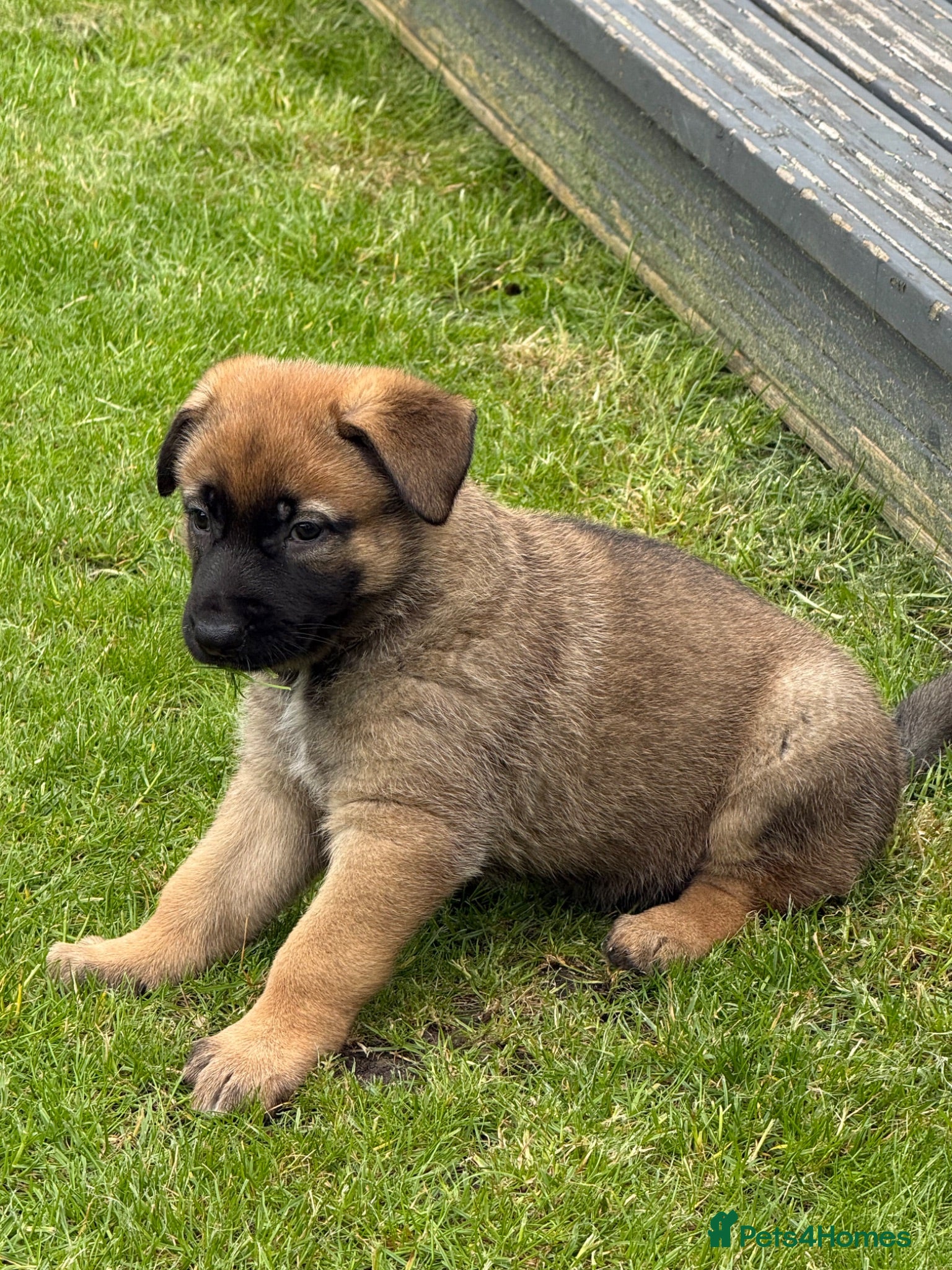 Mixed Breed dogs Belgium shepherd x German Shpherd - Advert 2