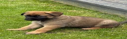 Mixed Breed dogs for sale: Belgium shepherd x German Shpherd - Advert 2