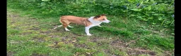 Welsh Collie dogs for sale: Welsh Collie Bitch  - Advert 6