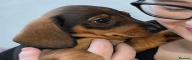 Dachshund Puppy 1