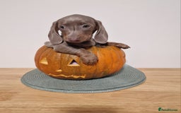 Dachshund dogs for sale: Miniture dachshund puppies  - Image 8