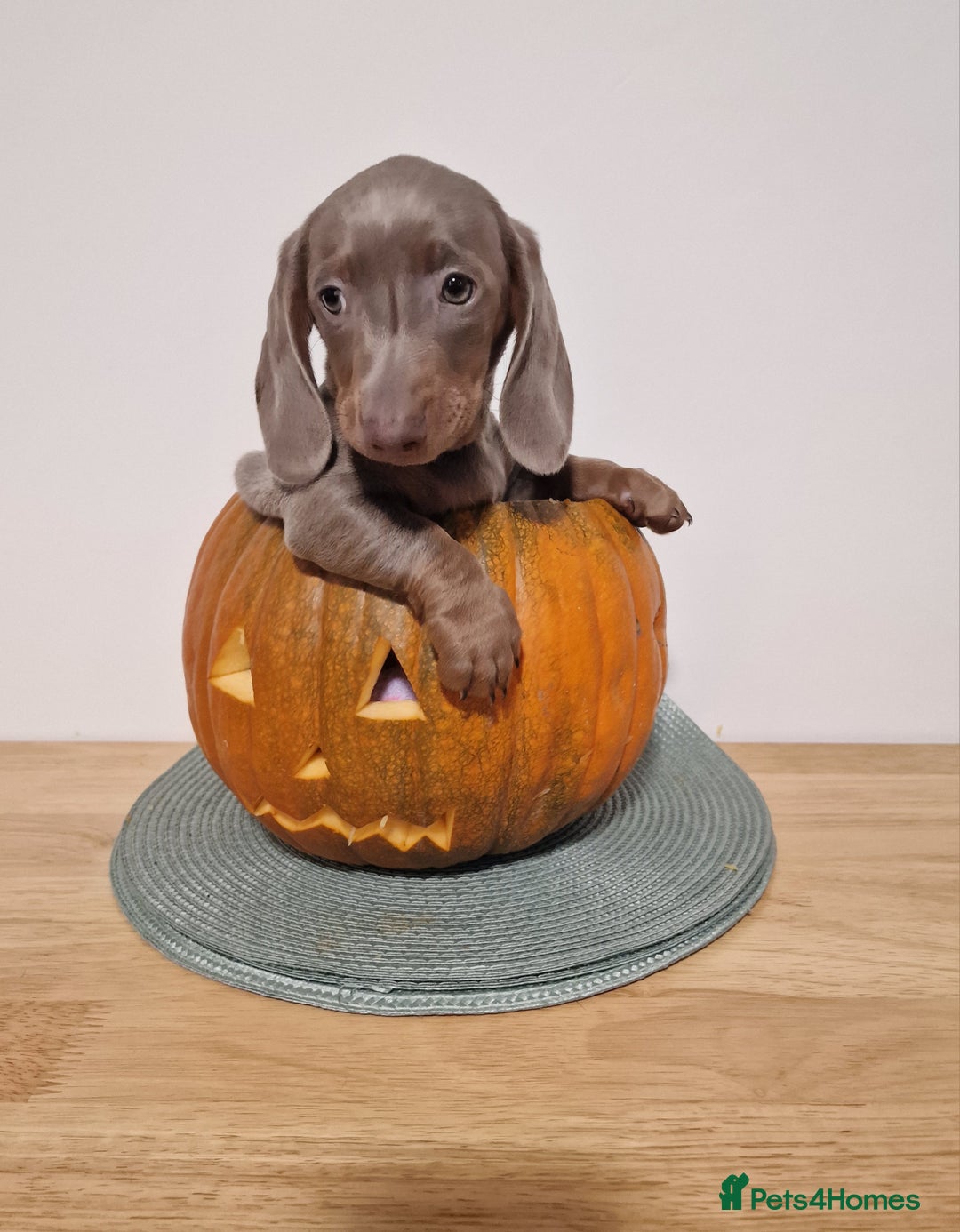 Dachshund dogs for sale: Miniture dachshund puppies  - Image 8